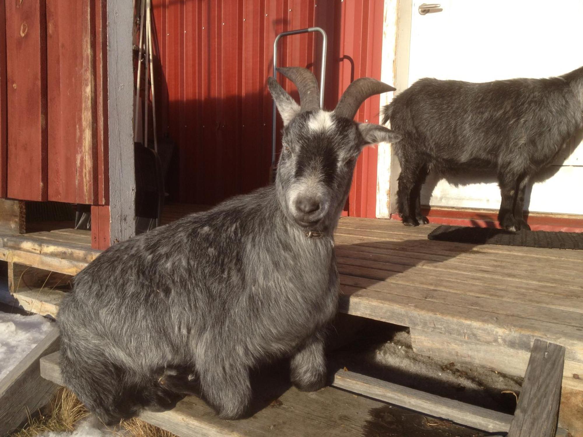 Ofelas Islandshaestar & Guideservice * Kiruna