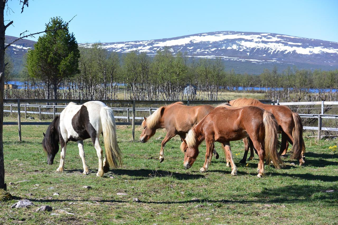 Ofelas Islandshaestar & Guideservice Country house Kiruna